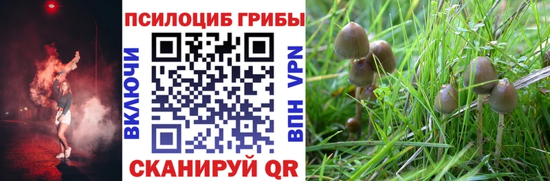мориарти телеграм  Теберда  Галлюциногенные грибы Magic Shrooms 